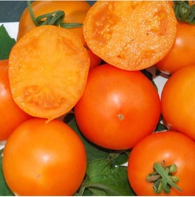 Resim 20 Adet Mandarin Orange Domates Tohumu 