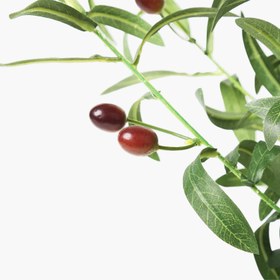 Resim Saksılı Zeytin Ağacı 40X30X66cm 