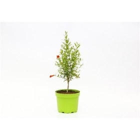 Resim Bonsai Punica Süs Narı 5 Adet - N11.133 