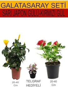 Resim Avantajlı Ürünler 2'li Set Sarı Japon Gülü Kırmızı Gül Telgraf Çiçeği 