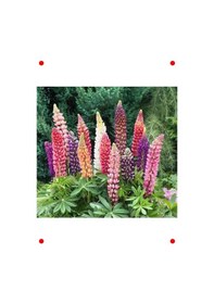 Resim Lupin Çiçeği Karışık Renk Tohumları - 30 Adet 