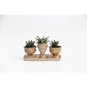 Resim TRİO HELEN ORANGE SUKULENT SETİ - Haworthia Pumila, Gasteria 