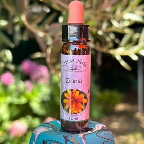 Resim ZINNIA ( ZİNYA ÇİÇEĞİ) 