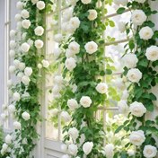 Resim 4 Parça Set = 36 Çiçekli - Zarif Saf Beyaz Yapay Gül Çelengi, Zengin Kumaş Asma ile İncelikte Güller ve Yapraklar İçeren, Dış Mekan Dekoru için Mükemmel, Düğün Kemeri, Bahçe Arka Planı, Nişan Törenleri, Resepsiyon Süslemeleri, Nordik Tarzı, Yıl Dönümleri, Şükran Günü, Aziz Patrick Günü, Palmiye Pazarı ve Daha Fazlası için İdeal 