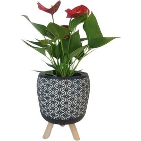 Resim Mini Antoryum Siyah Motif Desenli Saksıda Flamingo Çiçeği 