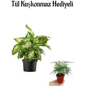 Resim Bitkim Sende Zarif Görünüşlü Difenbahya Bitkisi Sevgililer Gününe Özel Tül Kuşkonmaz 