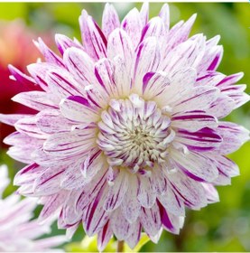Resim Büyük Çiçekli Dahlia Avigon Yıldız Çiçeği Yumrusu (1 adet) 