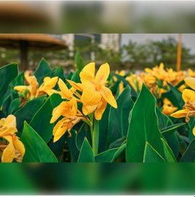 Resim Kana Tesbih Çiçeği Sarı 50 Cm 