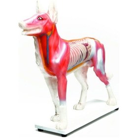 Resim KÖPEK MODELİ EDULAB 