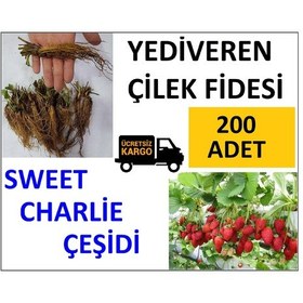 Resim 200 Adet Çilek Fidesi Yediveren Swett Çarli 12 Ay Dikim 