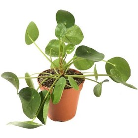 Resim Pilea Peperomioides (Para Çiçeği) Ø12 CM Y25-30 CM 