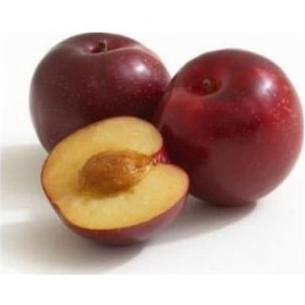 Resim Santa Rosa Erik Fidanı Tüplü 