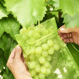 Resim 50/100 adet 20x30cm Haşere Kontrolü Anti-Kuş Bahçe Ağ Torbaları Çilek Üzüm Koruma Torbası Meyve Torbaları Bitki Sebze Yetiştirme Torbaları Meyve Koruma Torbaları, İpli Ağ Torba, Meyveyi Kuşlardan ve Böceklerden Koruyun 
