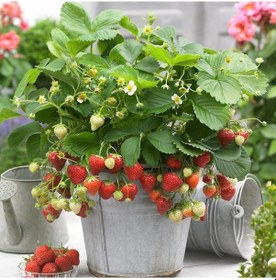 Resim 30 Adet Salkım Çilek Fidesi Yediveren Açık Kök Taze Söküm 