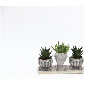 Resim TRİO HELEN GRİ SUKULENT SETİ - Haworthia Limifolia, Huernia 