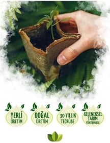 Resim Yeşil Kılıç Fidanı 20Cm 40Cm 
