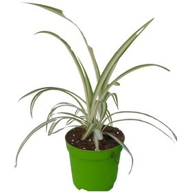 Resim 3'lü Set Tek Dikim Kılıç+kurdele Çiçeği+ Kurdele Çiçeği 