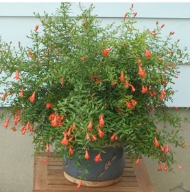 Resim Bodur Süs Narı - Punica Granatum "nana" 10 Adet 