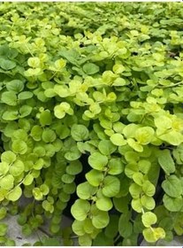 Resim Altın Kolye Çiçeği Dekoratif Canlı Salon Çiçeği (Lysimachia Nummularia) 