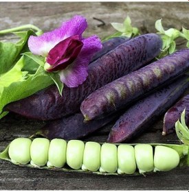 Resim Ata Tohum Geleneksel Blauwschokker Mor Bezelye Tohumu 10 Tohum 
