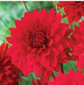 Resim Büyük Çiçekli Garden Wonder Dahlia Yıldız Çiçeği Yumrusu 1 Adet 