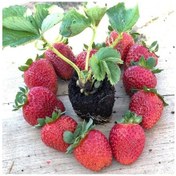 Resim Yediveren Çilek Fidesi 5 Adet 