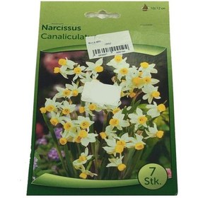 Resim Narcissus - Nergis Soğanı 