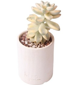 Resim Echeveria Apricoat Beauty - Sukulent Haangarden 