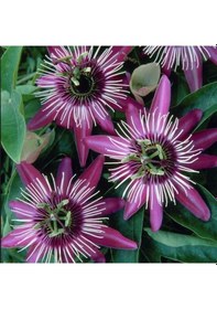 Resim Tüplü Soğuklara Dayanımlı Pembe Çiçekli Passiflora Victoria Çiçeği Fidanı 