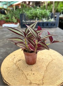 Resim Telgraf Çiçeği İnce Uzun Yapraklı 5,5 Cm Saksıda - Saksı Hediyeli 