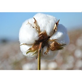 Resim Babaanne Yorganı, El Yapımı Çift Kişilik Pamuklu Yorgan (195X215) 