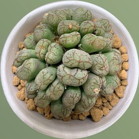 Resim haan garden Conophytum SSP Lithops Sukulent 