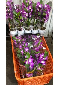 Resim Canlı Cift Renk Dendrobium Bambu Orkide Çiçeği İthal 