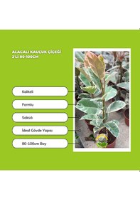 Resim Alacalı Kauçuk Çiçeği 2'li 80-100cm 