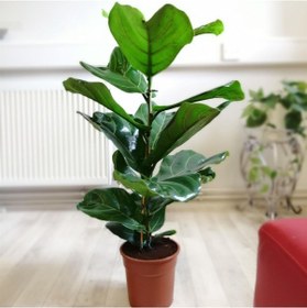 Resim Ficus Lyrata - Keman Yapraklı Kauçuk 60-80 cm 