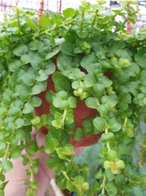 Resim Makrome Saksılı Altın Kolye Çiçeği 1 Adet 30-40cm Lysimachia Nummularia 