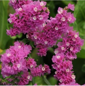 Resim Limonium Sinuatum Deep Rose Deniz Lavantası Tohumu 30 Tohum 