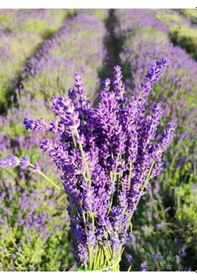Resim Videolu Yoğun Kokulu Mor Lavanta Angustifolia Fidanı 30 Adet Saksılı/tüplü 10-20cm Lavender 