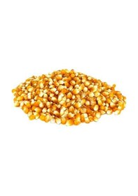 Resim AGRodal Tarım Patlak Mısır Popcorn Cin Mısır Tohumu 50 Adet Tohum 