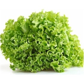 Resim Geleneksel Soğuğa Dayanıklı Curly Kışlık Yeşil Kıvırcık Marul Tohumu 100tohum 