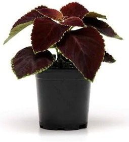 Resim Nadir Tür Kolyos Yaprak Güzeli Çiçeği 1 Adet Saksılı (Coleus), GDB140624NA23 