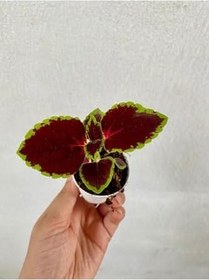 Resim Canlı Mavi Yasemin Çiçeği 1 Adet Saksılı 30-60Cm +Yaprak Güzeli Çiçeği 