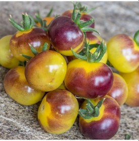 Resim Antho Weib Alacalı Domates Tohumu 15 Tohum 