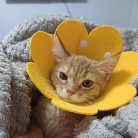 Resim Evcil Hayvan XL Boy Keçe Elizabeth Yakalığı 