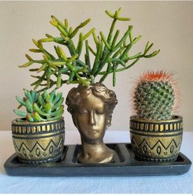 Resim Kaktüs & Sedum & Rhipsalis 3'lü Sukulent Seti | Helen Gold Serisi 