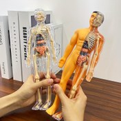 Resim 30 adet İnsan Anatomisi Model Seti - Çıkarılabilir İskelet ve Tam Gövde - Gençler için Eğitici STEM Kiti - Çıkarılabilir Organlarla Tıp Öğretim İskelet Model Kiti, Bilim Sınıfı Gösterileri ve Sergiler için İnsan Yapısı Öğrenme Aracı 