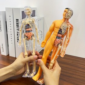 Resim 30 adet İnsan Anatomisi Model Seti - Çıkarılabilir İskelet ve Tam Gövde - Gençler için Eğitici STEM Kiti - Çıkarılabilir Organlarla Tıp Öğretim İskelet Model Kiti, Bilim Sınıfı Gösterileri ve Sergiler için İnsan Yapısı Öğrenme Aracı 