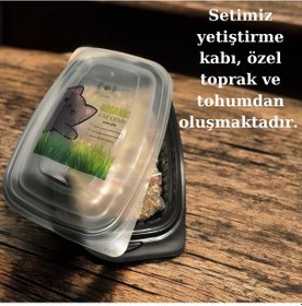 Resim Agviv Kedi Çimi Yetiştirme Seti Doğal 