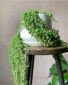 Resim Tesbih Çiçeği Askılı 40-50 Cm Saksı Çapı 19 Cm 