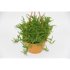 Resim Crassula Muscosa Sukulent - Askılı Saksı 